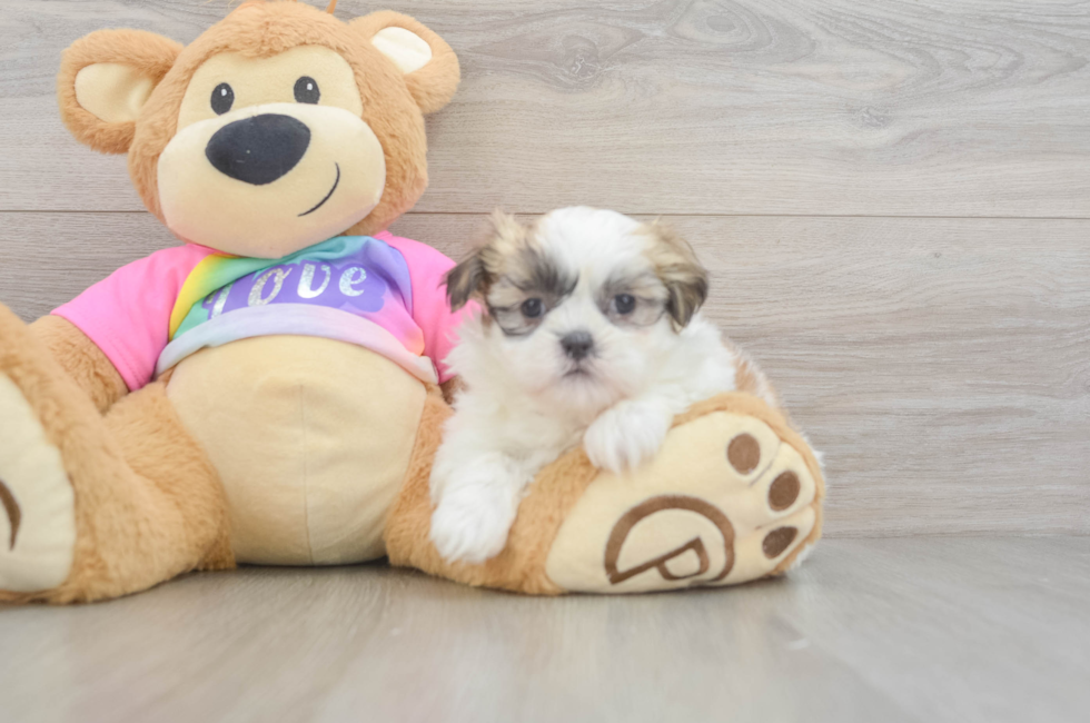 6 week old Teddy Bear Puppy For Sale - Windy City Pups