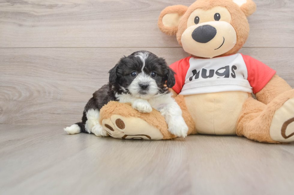 Teddy Bear Pup Being Cute
