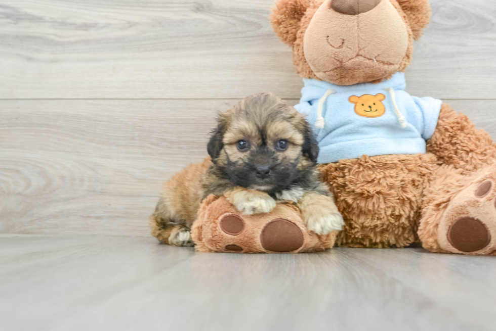 Petite Teddy Bear Designer Pup