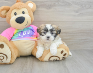 8 week old Teddy Bear Puppy For Sale - Windy City Pups