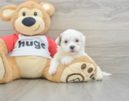 6 week old Teddy Bear Puppy For Sale - Windy City Pups