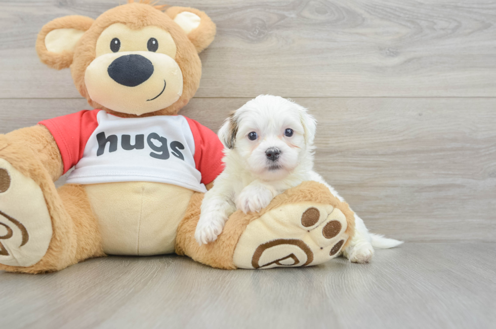 6 week old Teddy Bear Puppy For Sale - Windy City Pups