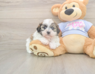6 week old Teddy Bear Puppy For Sale - Windy City Pups