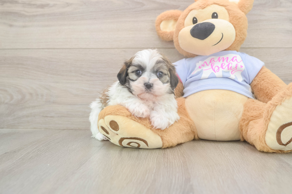 6 week old Teddy Bear Puppy For Sale - Windy City Pups