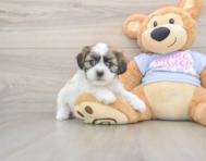 8 week old Teddy Bear Puppy For Sale - Windy City Pups
