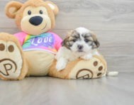 8 week old Teddy Bear Puppy For Sale - Windy City Pups