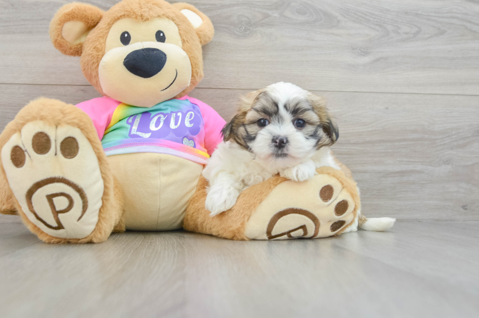 8 week old Teddy Bear Puppy For Sale - Windy City Pups