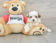 6 week old Teddy Bear Puppy For Sale - Windy City Pups