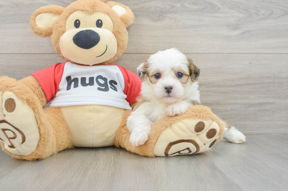 6 week old Teddy Bear Puppy For Sale - Windy City Pups