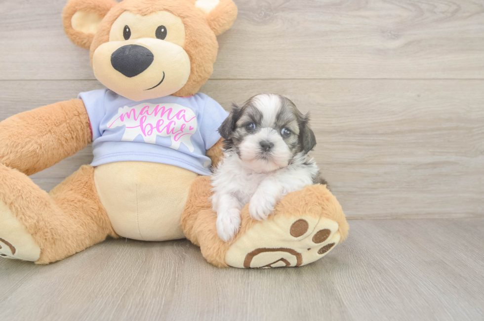5 week old Teddy Bear Puppy For Sale - Windy City Pups