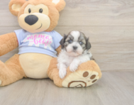 6 week old Teddy Bear Puppy For Sale - Windy City Pups 6 week old Teddy Bear Puppy For Sale - Windy City Pups