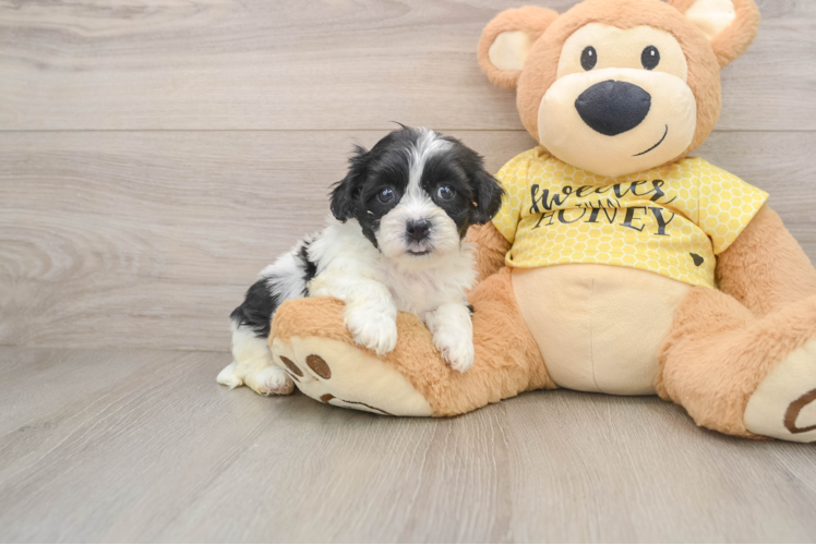 Fluffy Teddy Bear Designer Pup