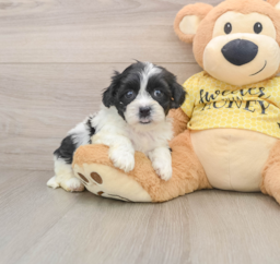 8 week old Teddy Bear Puppy For Sale - Windy City Pups