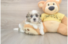 Teddy Bear Puppy for Adoption