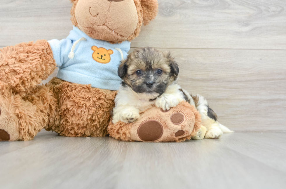 7 week old Teddy Bear Puppy For Sale - Windy City Pups