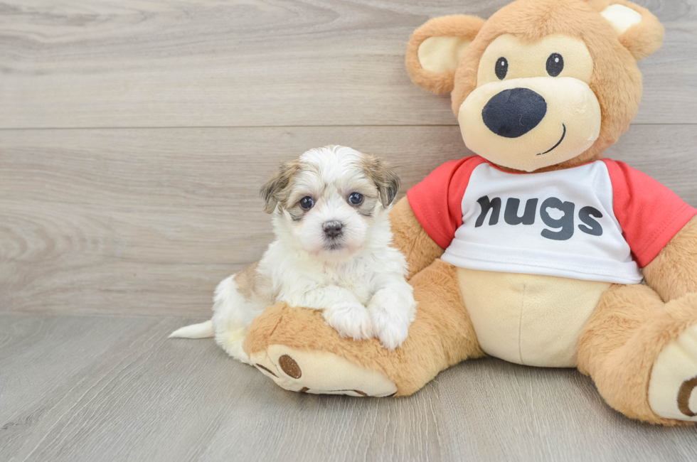 6 week old Teddy Bear Puppy For Sale - Windy City Pups