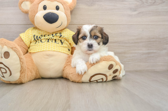 DELANEY, a Teddy Bear littermate