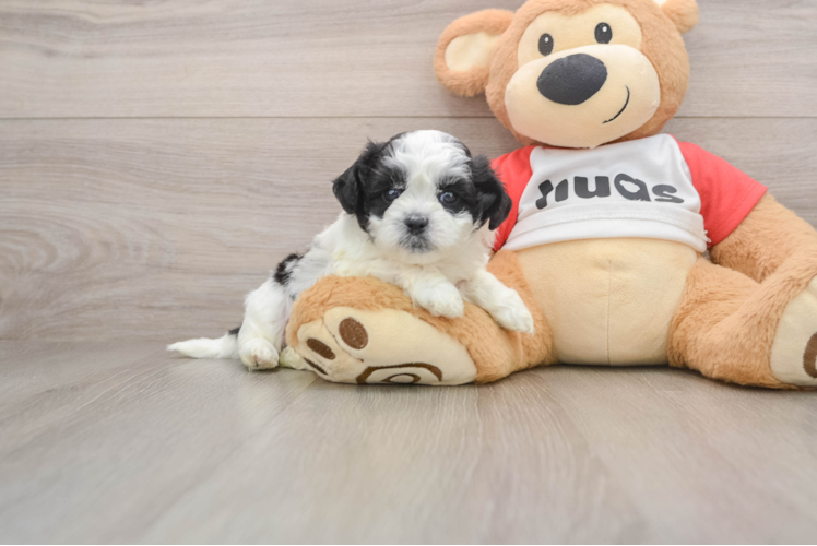 Best Teddy Bear Baby