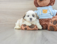 7 week old Teddy Bear Puppy For Sale - Windy City Pups