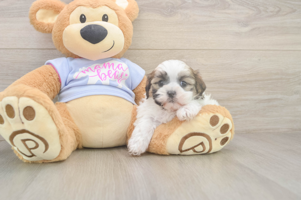 6 week old Teddy Bear Puppy For Sale - Windy City Pups