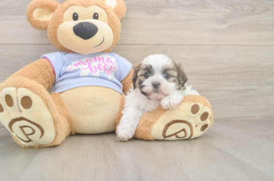 6 week old Teddy Bear Puppy For Sale - Windy City Pups Friendly Teddy Bear Baby