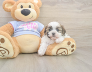 6 week old Teddy Bear Puppy For Sale - Windy City Pups 6 week old Teddy Bear Puppy For Sale - Windy City Pups