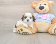 8 week old Teddy Bear Puppy For Sale - Windy City Pups