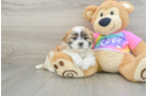 Best Teddy Bear Baby