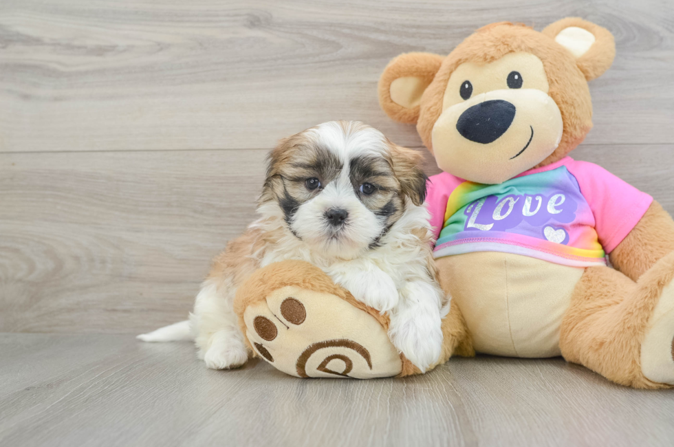 6 week old Teddy Bear Puppy For Sale - Windy City Pups