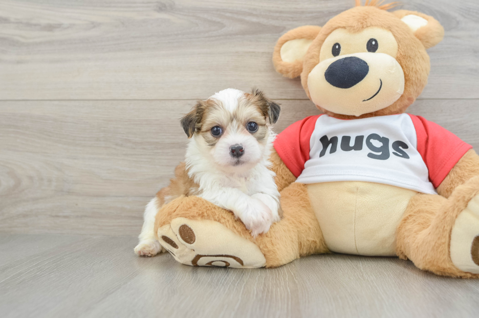 5 week old Teddy Bear Puppy For Sale - Windy City Pups