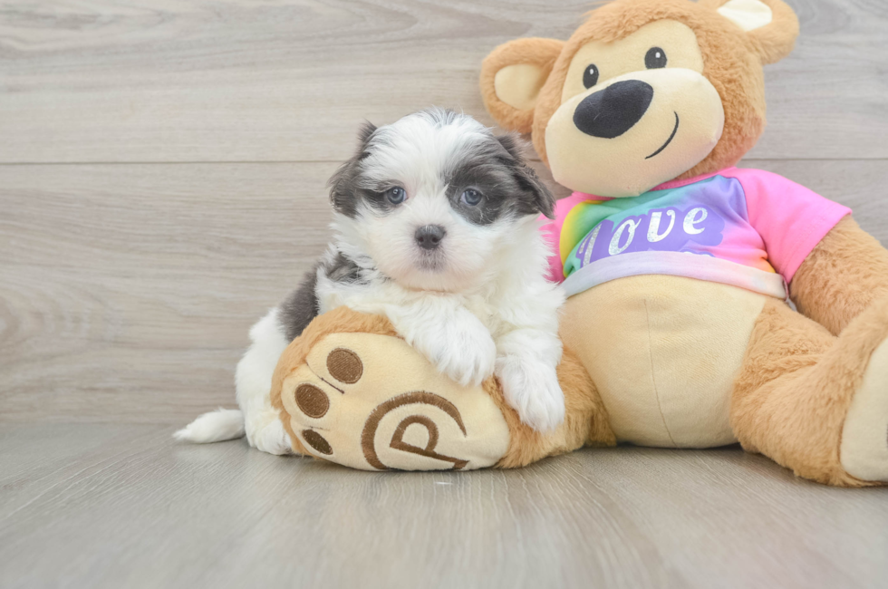 6 week old Teddy Bear Puppy For Sale - Windy City Pups