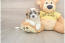 Teddy Bear Puppy for Adoption