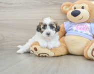 7 week old Teddy Bear Puppy For Sale - Windy City Pups