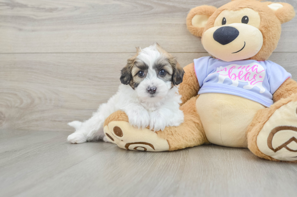 6 week old Teddy Bear Puppy For Sale - Windy City Pups