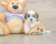 5 week old Teddy Bear Puppy For Sale - Windy City Pups
