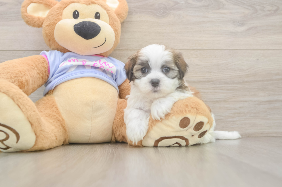 6 week old Teddy Bear Puppy For Sale - Windy City Pups