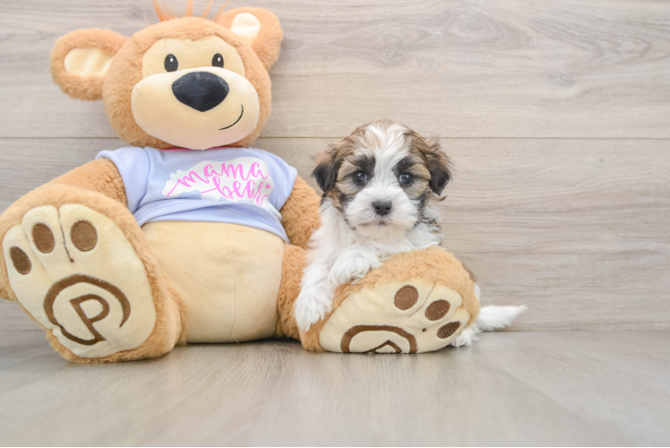 Friendly Teddy Bear Baby