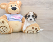 6 week old Teddy Bear Puppy For Sale - Windy City Pups