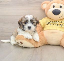 6 week old Teddy Bear Puppy For Sale - Windy City Pups