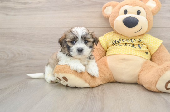 ECHO, a Teddy Bear littermate