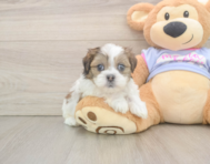 5 week old Teddy Bear Puppy For Sale - Windy City Pups