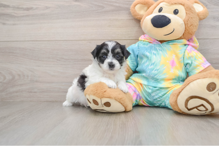 Teddy Bear Pup Being Cute
