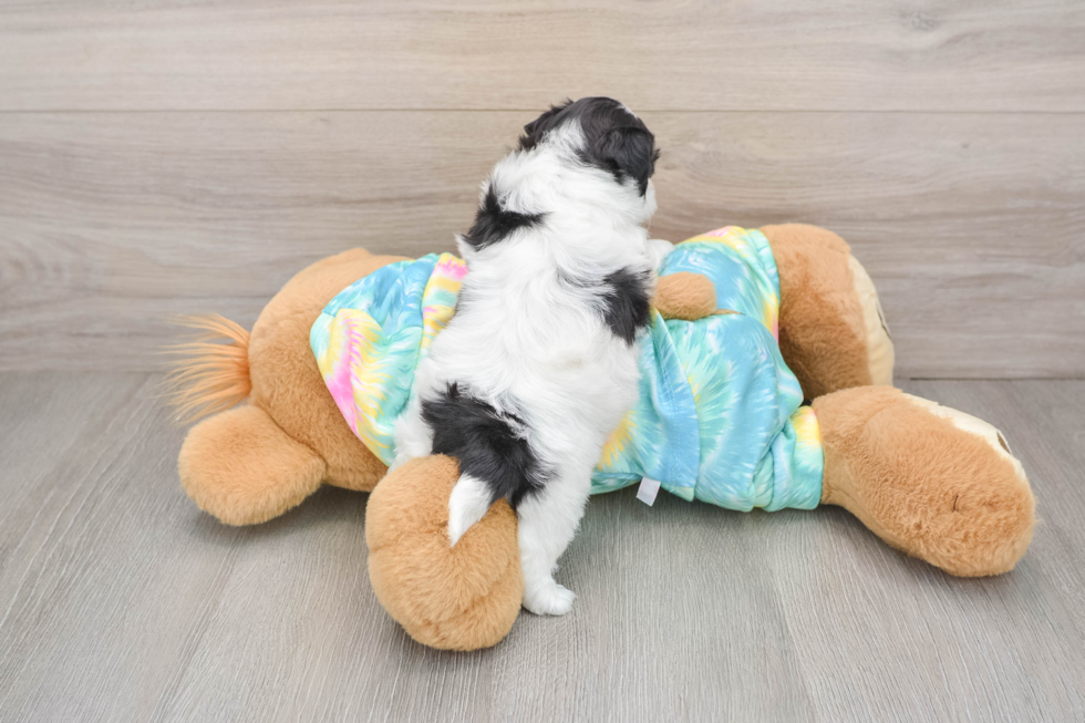 Teddy Bear Pup Being Cute