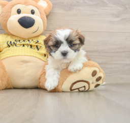 6 week old Teddy Bear Puppy For Sale - Windy City Pups