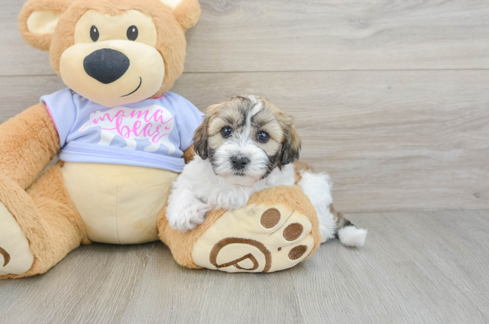 6 week old Teddy Bear Puppy For Sale - Windy City Pups