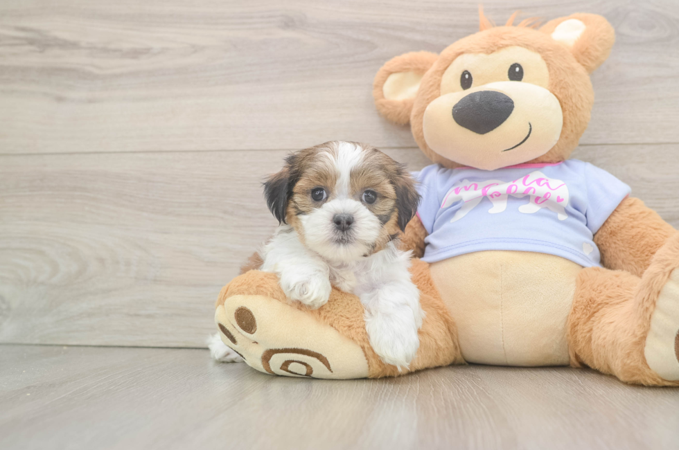 6 week old Teddy Bear Puppy For Sale - Windy City Pups