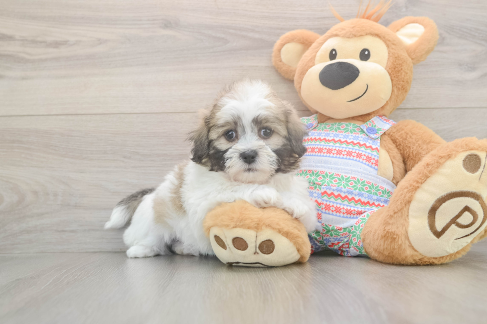 Teddy Bear Puppy for Adoption