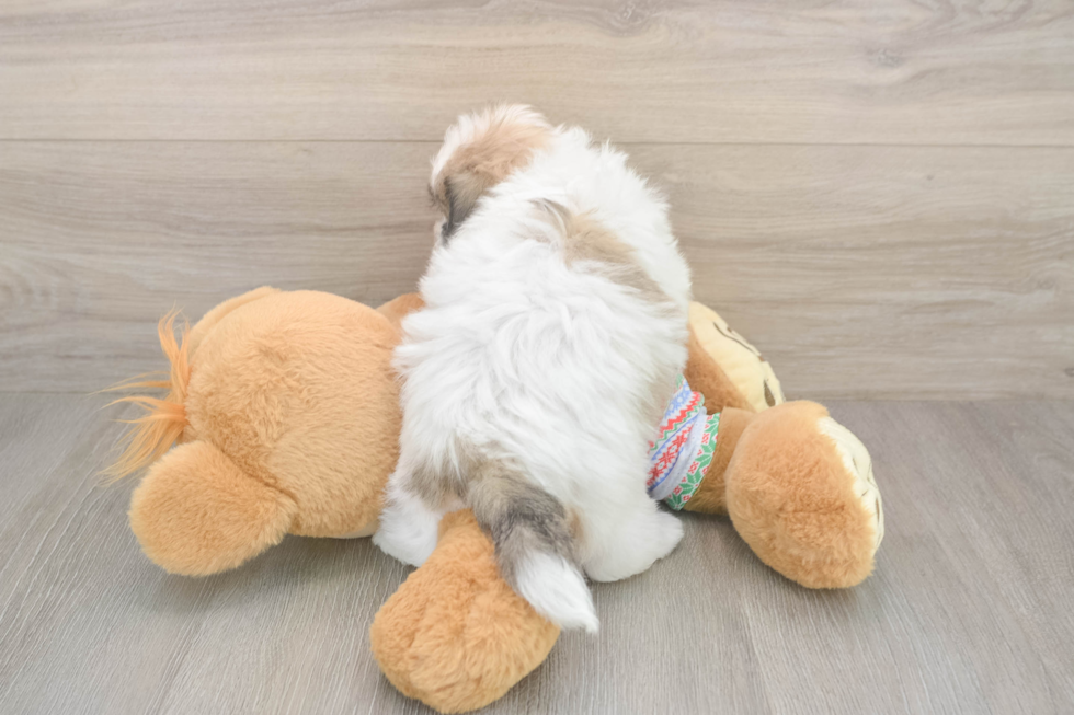 Teddy Bear Puppy for Adoption
