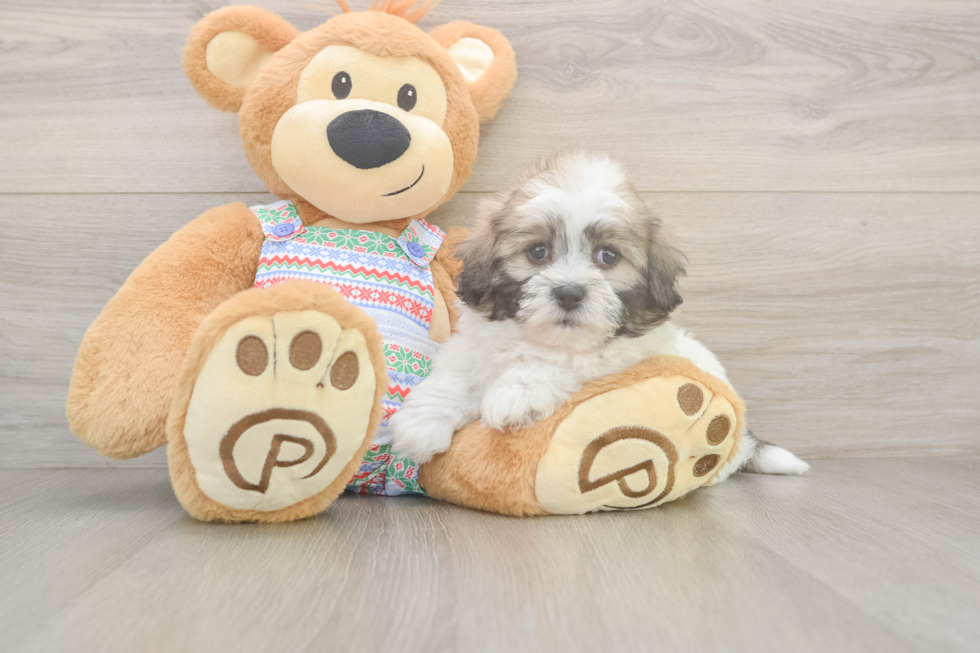 Little Shichon Designer Puppy