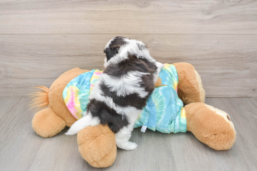 Teddy Bear Puppy for Adoption